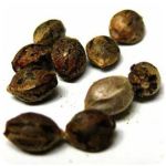 Семена марихуаны АК-47  (Seeds AK-47) в Пересвете